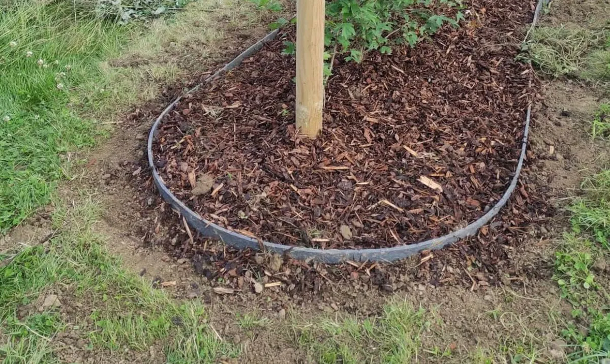 A complete oval tree ring in bark mulch around a staked sapling — an Ant Garden install.