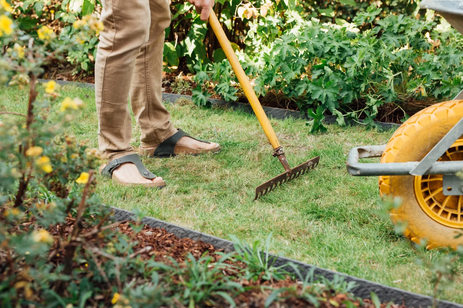A mown lawn edged along its full length, rake and wheelbarrow left on the grass.